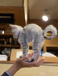 手のひらの上でぐーんっ！と背伸びする子猫さん…くるっと丸まったシッポもキュート！（画像提供／erikaさん）