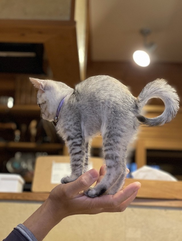 手のひらの上でぐーんっ！と背伸びする子猫さん…くるっと丸まったシッポもキュート！（画像提供／erikaさん）
