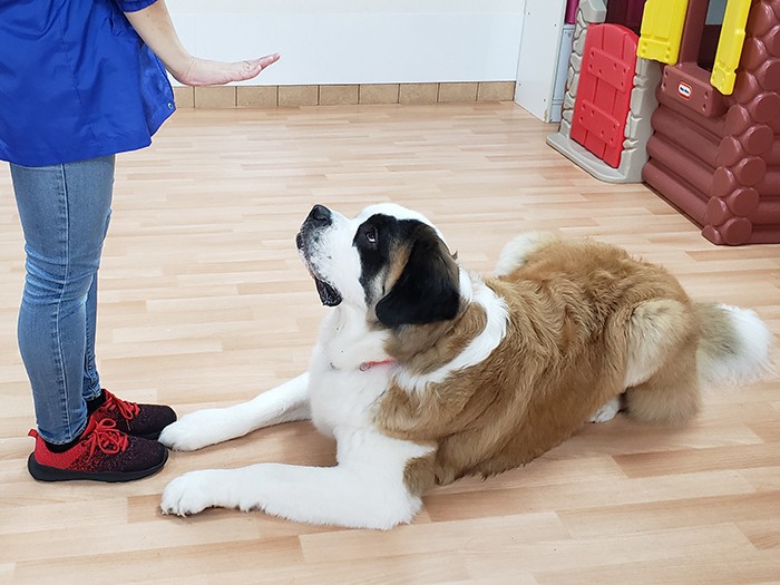 保護されてからトレーニングを続けている。トレーニング相手によって態度を変えることもあるなど、ヨーゼフくんはとても賢いそう