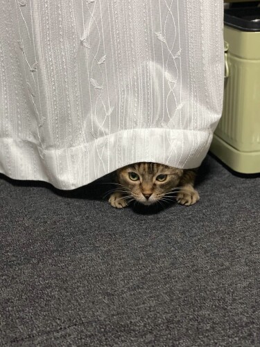 家のなか探検中（しんごさん提供）