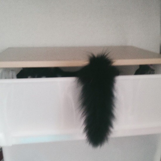 狭い場所にはとりあえず入るめめちゃん。自慢の尻尾が隠れてないよ！（そらみずほさん提供）