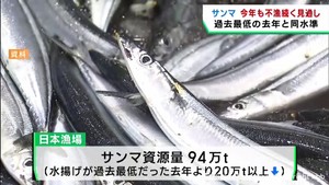 今シーズンのサンマ漁は不漁が続く見通し