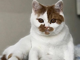 ちゃんとリラックスできてるの？？　個性的な座り方のスコ「麦」