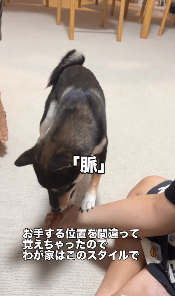 お医者さん！脈を調べてください！画像提供：天音｜黒豆柴さん