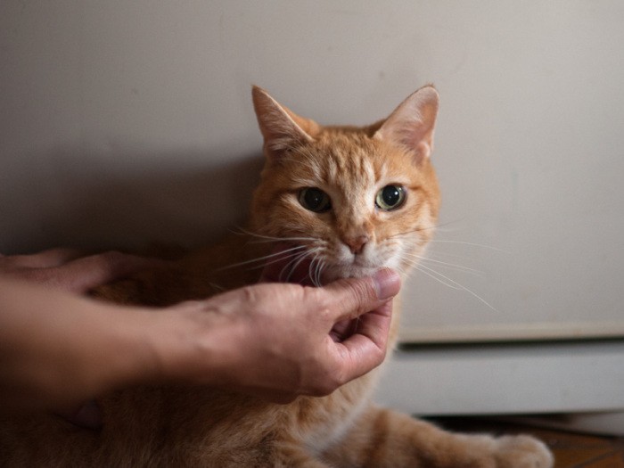 「なでなくていいから、ご飯は？」（小林写函撮影）