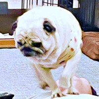 向きを変えてダンスを続けるモナカちゃん（画像提供：KaKoAさん）