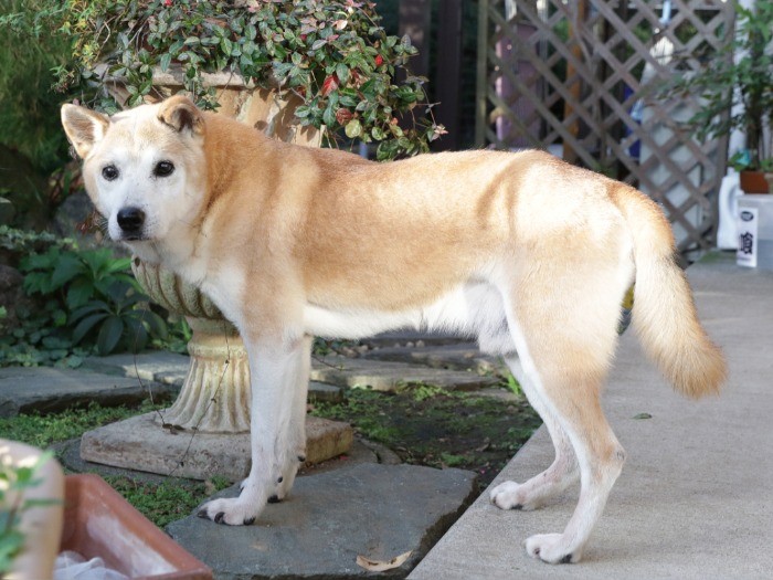 After　堂々として風格漂う「アトラス」。かっこいいね