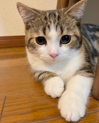 誰かクリームパン入りませんか？＝しずわらひなたさん（@shizuwarahinata）提供