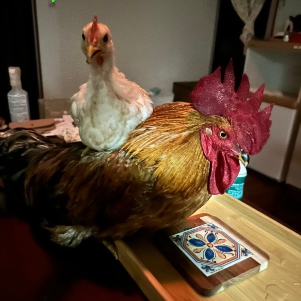 ピヨちゃんの上にちょこんと乗ったヨナちゃん（画像提供：ぴあやの 島暮らしピアノ弾きさん）