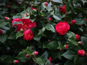 病気に苦しむ私を励ましてくれた花「椿は咲いている間も、そして散ってもなお美しい」