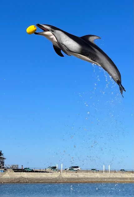 どう？ 気に入った？」飼育員さんにドヤ顔のイルカ→口にくわえた“ある