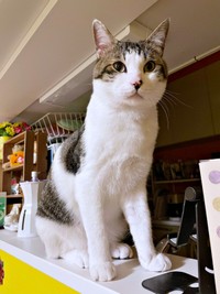 ボスの貫禄が漂う花丸くん（画像提供：*ig*さん）