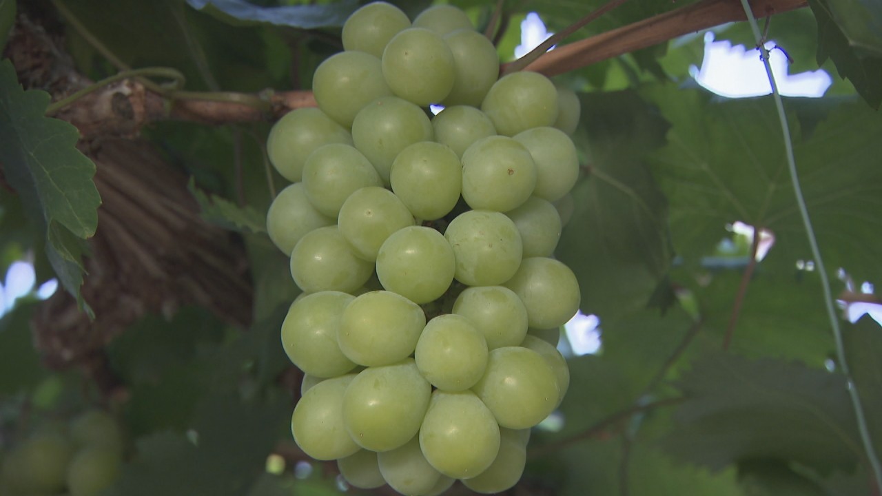 岡山県の名産品 マスカット オブ アレキサンドリア 初出荷 6月1日から全国の百貨店などで販売 Ksbニュース Ksb瀬戸内海放送