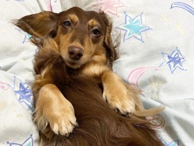 電車好きの“てっちゃん”犬？　ミニチュアダックス「ひかり」