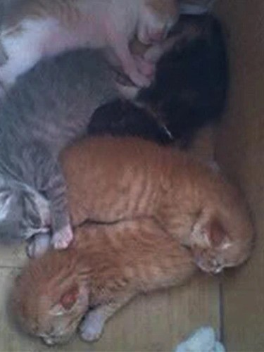 家にきたころの「虎次郎 （こじろう）」