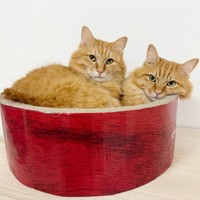 爪研ぎボウルのなかで仲良くまったり（左から）健ちゃんと剛くん（画像提供：ほとぷぅとごうとけんさん）