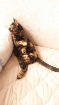 ソファでくつろぐのが好きな愛ちゃん。尻尾が脚のように見える＝ねこママさん（@sanaemama4422）提供