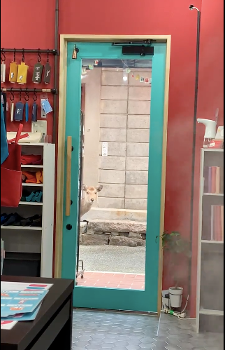 鹿が「こんにちは」と店内の様子を伺っている（さんなすびさんのTwitterより）