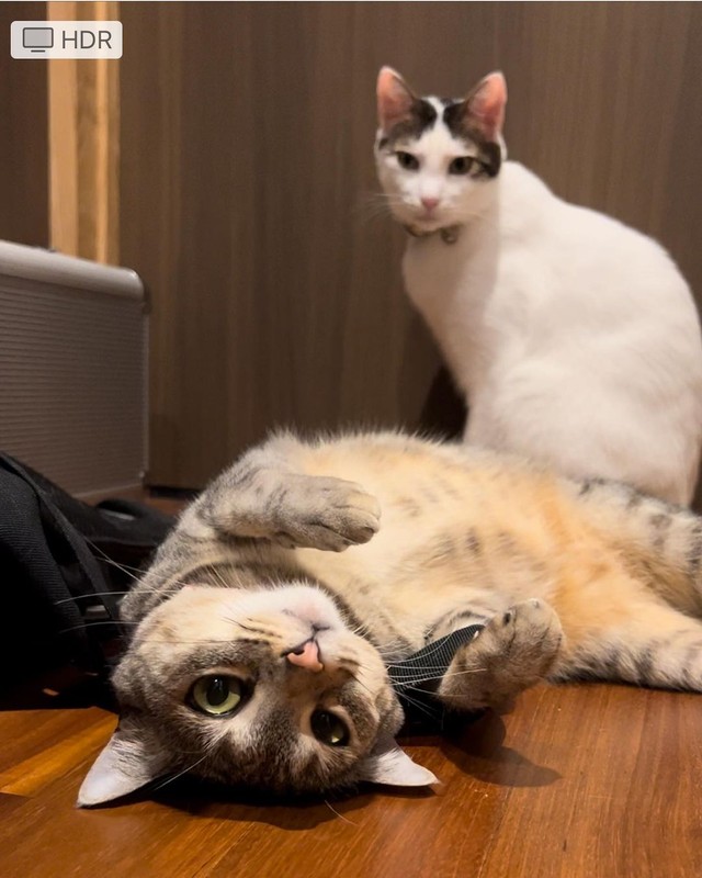 お父さんのカバンにゴロゴロスリスリ。レイくんは後ろで困惑。