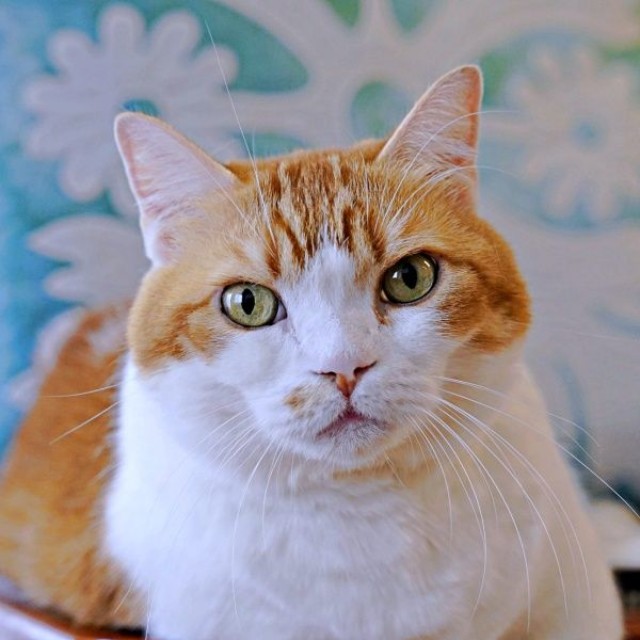 まるでお見合い写真！？ イケニャンなDecoくん（画像提供：ようめいさん）