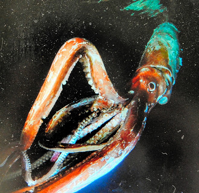 Divers capture rare footage of giant squid off coast of Hyogo | The