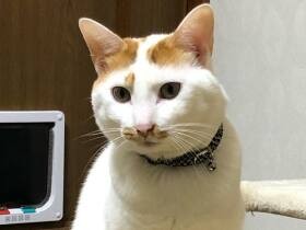 ボンネットの中にいたところを保護　人なつっこくお散歩も楽しむ雑種猫「ハチ」