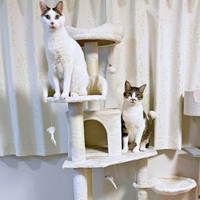 仲良し兄弟になった（左から）おかかくん、同居猫・そぼろくん（画像提供：おかかとそぼろの成長記録さん）