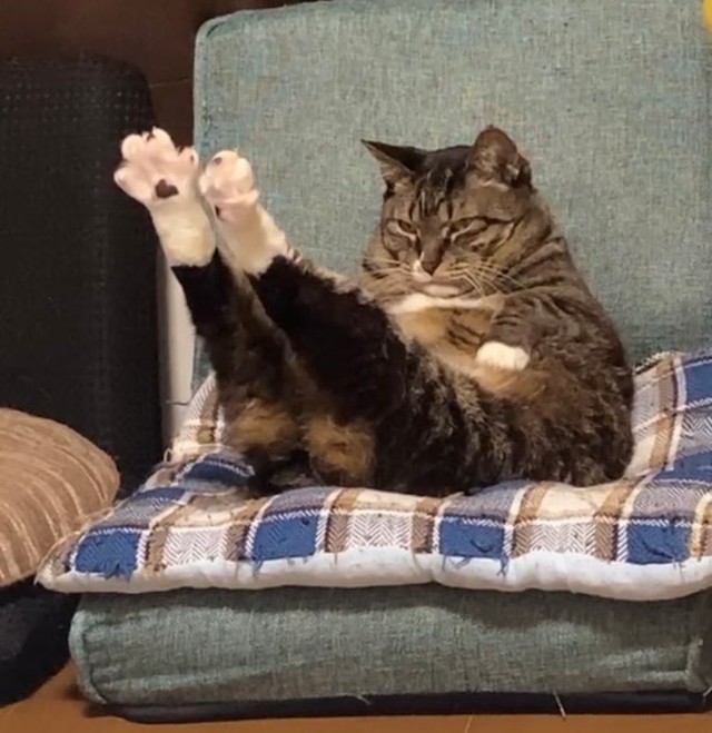 お気に入りの座椅子で「足ピーン」（提供：にゃんてこった。さん）