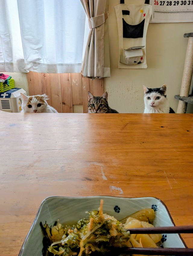 普段からこの様子だそうです（アヴェマナブさん提供）