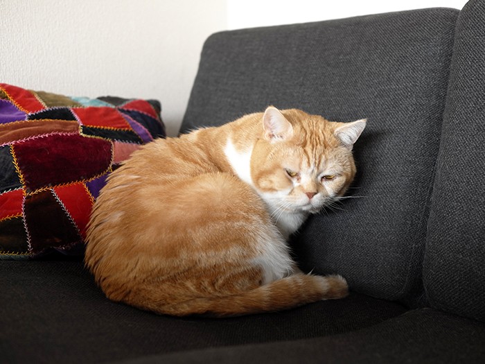 眠くてほっぺがむちっ