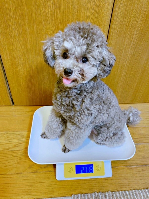 子犬時代→現在、体重2.7キロになったエマちゃん（画像提供：エマです！さん）