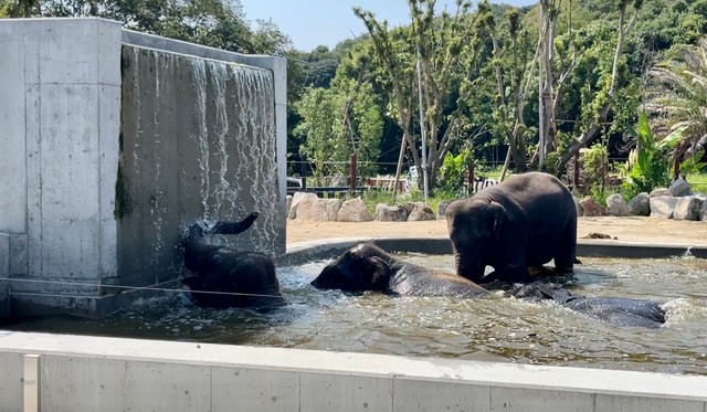 落ちてくる水に鼻でパンチ！　