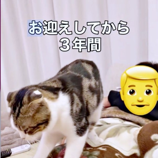 パパのお腹の上でふみふみするこたろうくん（画像提供：こたとつーちゃんと時々おたまさん）