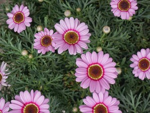 戦い続けた私は、毎朝自分に「100％じゃなくていい」と声をかける