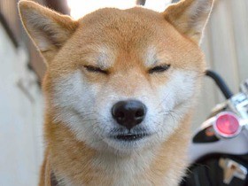 これって犬の反抗期？　号令に聞こえないふり、飼い主吠える…