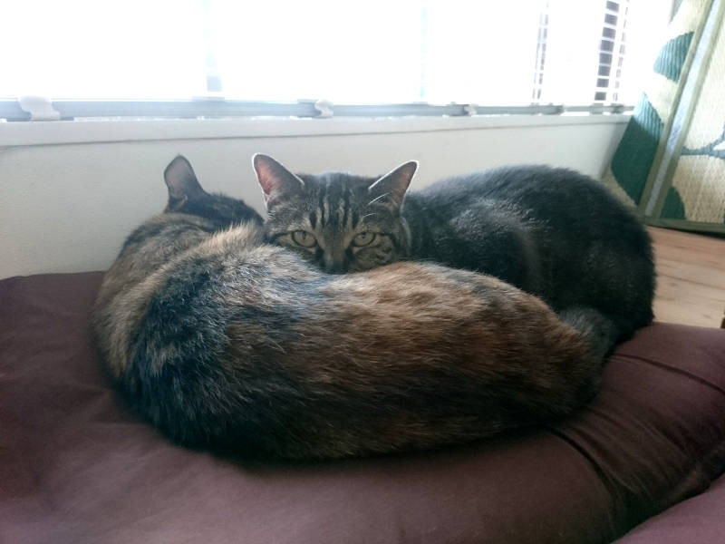 クリスマスプレゼント、楽しんでいただけましたか？？