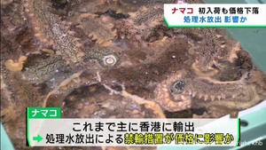 ナマコが初入荷　処理水放出による香港の禁輸措置が影響し前年の半値ほど　宮城・石巻市