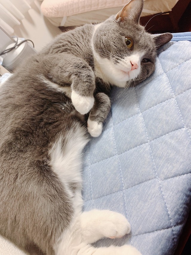 どしたん？なでるんか？