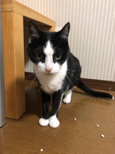 「何かご用ですか～？」と上目遣いに見つめる