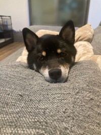 走り回ったあとはくったり（画像提供：暴君ぺこさん）