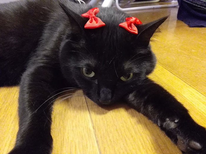 「僕、きれいな鞠ねえさんに憧れてリボンつけてみた」（雅子さん提供）