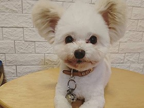 車であちこち旅行しようね　ミックス犬の「真魚」　