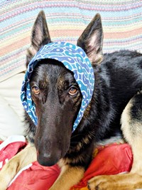 ほっかむりが良く似合うカムイくん（画像提供：ばいぱー viper__503 避難所さん）