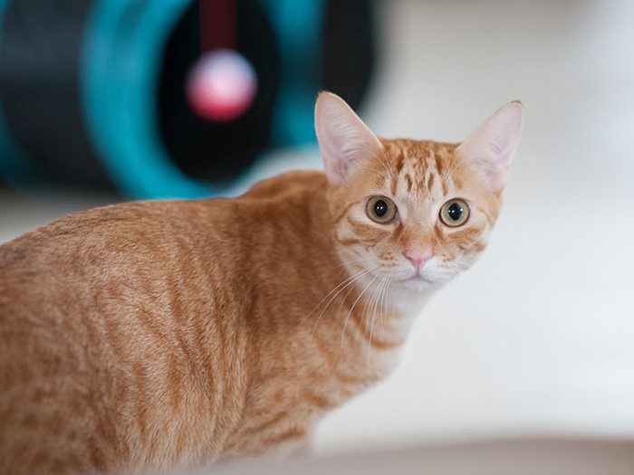 「トラジです。僕たちの最終話だよ。僕もいよいよ登場するのかな」（小林写函撮影）