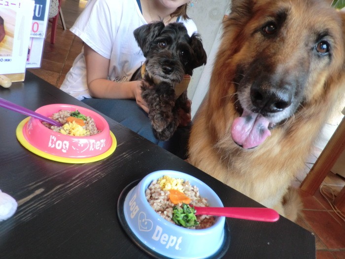 「ドッグカフェ、楽しいな」。となりのミニチュア・シュナウザーは、三橋さんの愛犬のジャック（三橋さん提供）