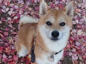 海も大好きだけど赤いじゅうたんもいいね　お散歩を楽しむ柴犬「ナル」