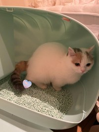 おトイレ中です。そんな見つめないで（提供写真）