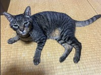安心できるおうちで寛ぐ（画像：大日本動物愛護帝国さん）