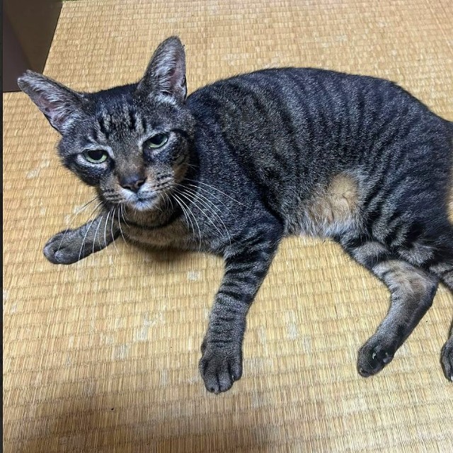 安心できるおうちで寛ぐ（画像：大日本動物愛護帝国さん）
