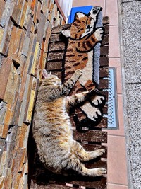 すやすや眠るにゃにゃこちゃん（画像提供：福直フルーツ 尾道の果物屋さん）